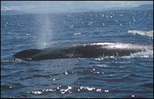 Mexico-Baja-Sea of Cortez Islands & Whale Watching